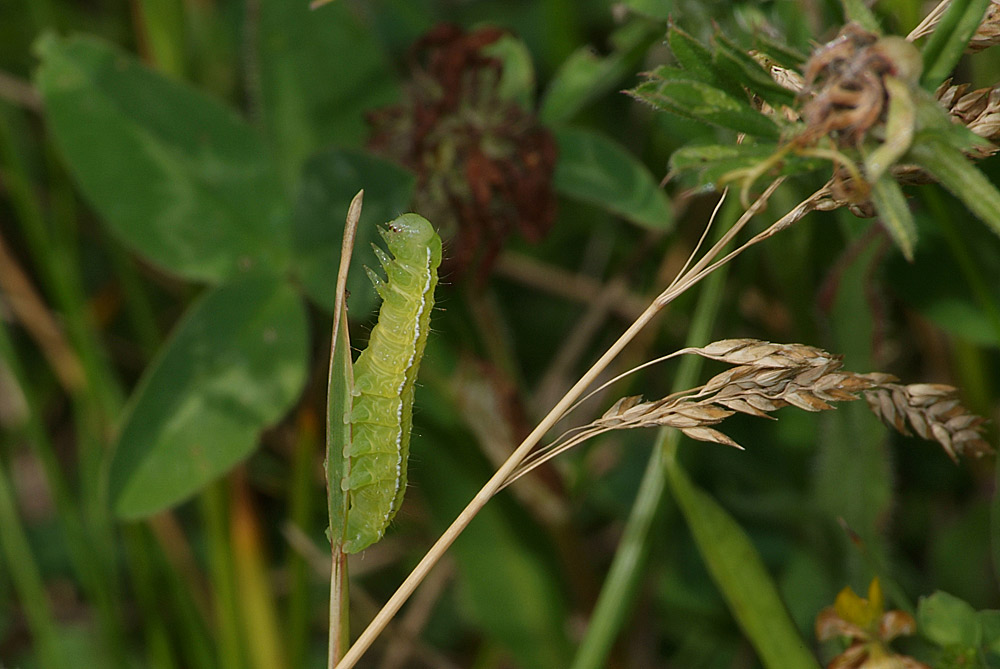 Grüne Raupe