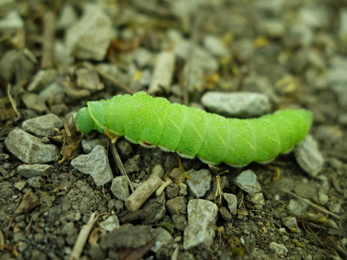 grüne Raupe