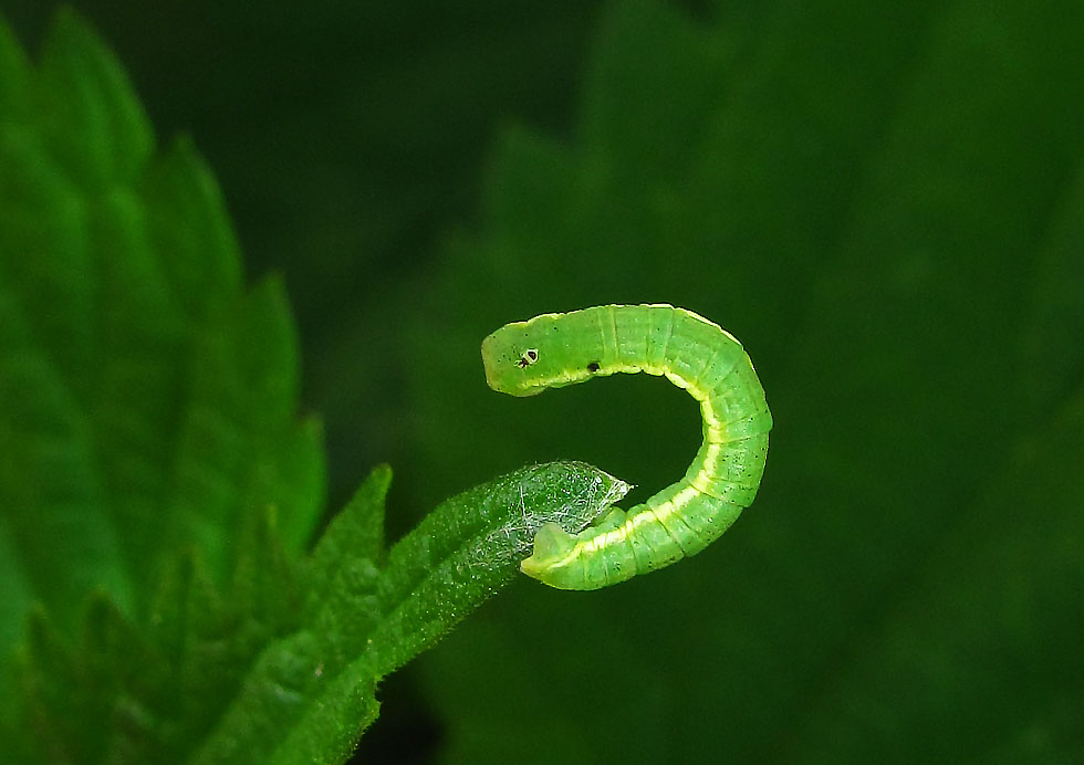 grüne Raupe