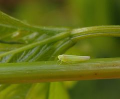 Grüne Reben-Blattzikade (Empoasca vitis) auf Wildem Wein