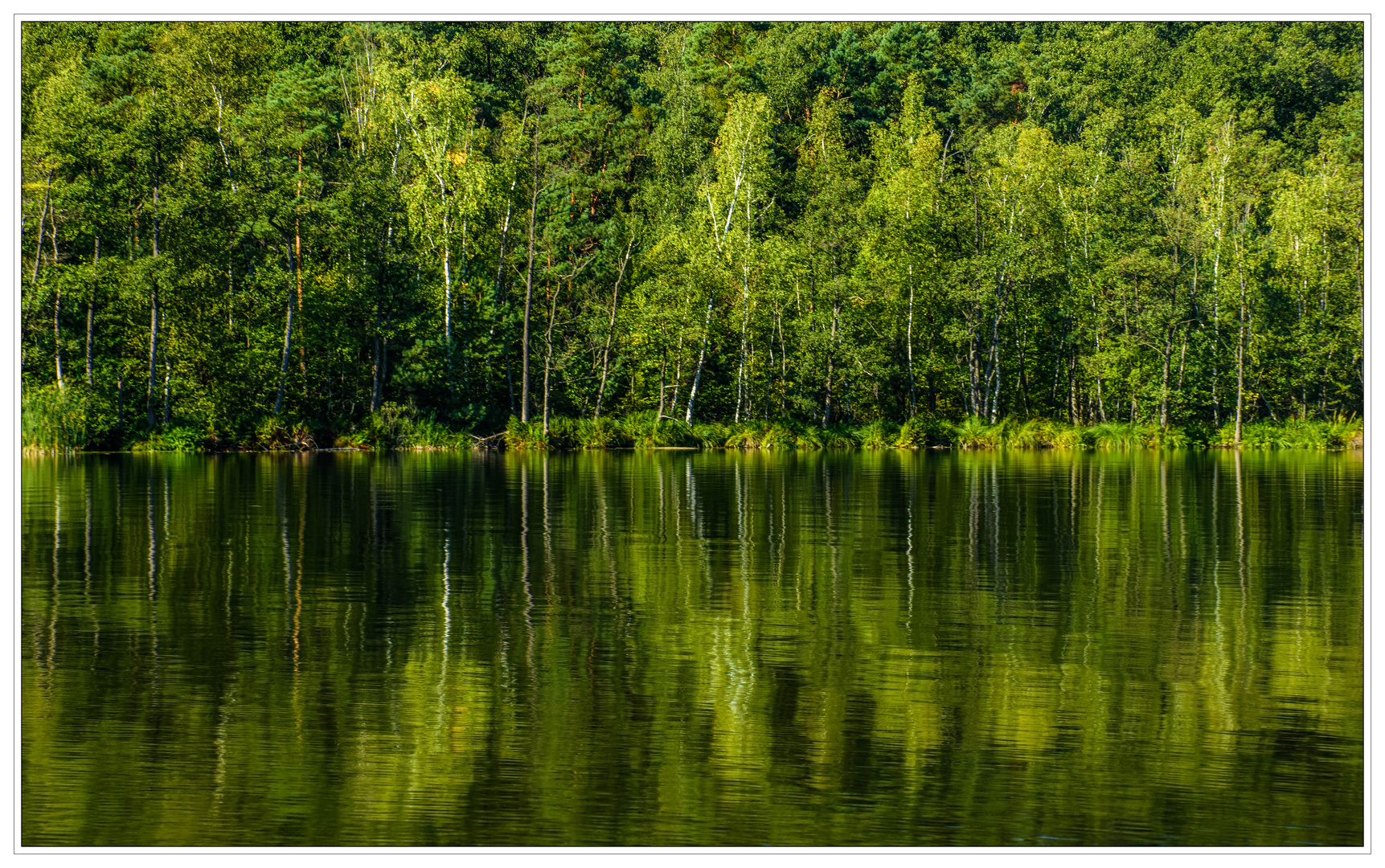 Grüne Reflexion