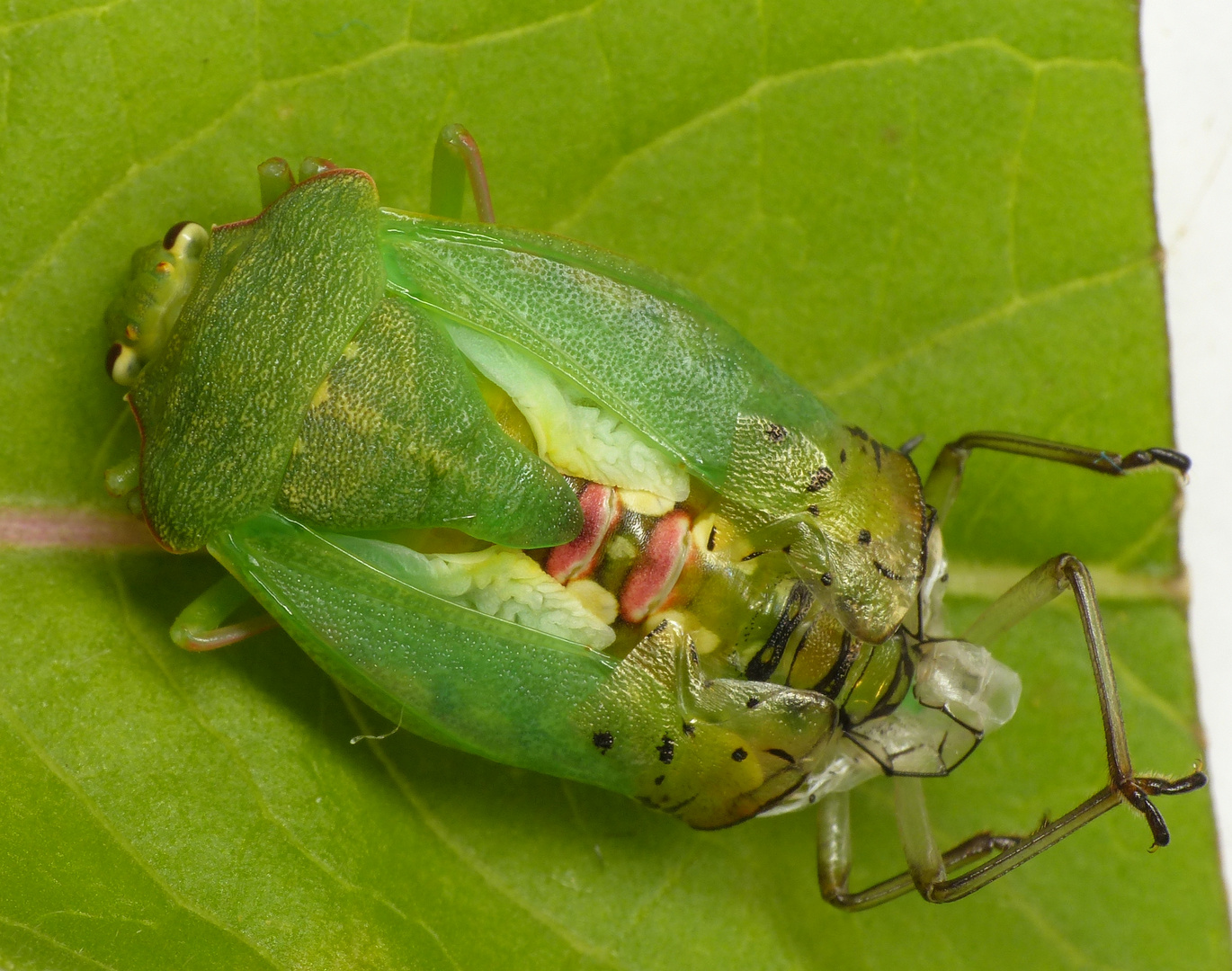 Grüne Reiswanze (Nezara viridula) "fährt aus der Haut"