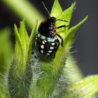 Grüne Reiswanze (Nezara viridula) im dritten Nymphenstadium