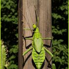 Grüne Riesengespenstheuschrecken (Heteropteryx dilatata)