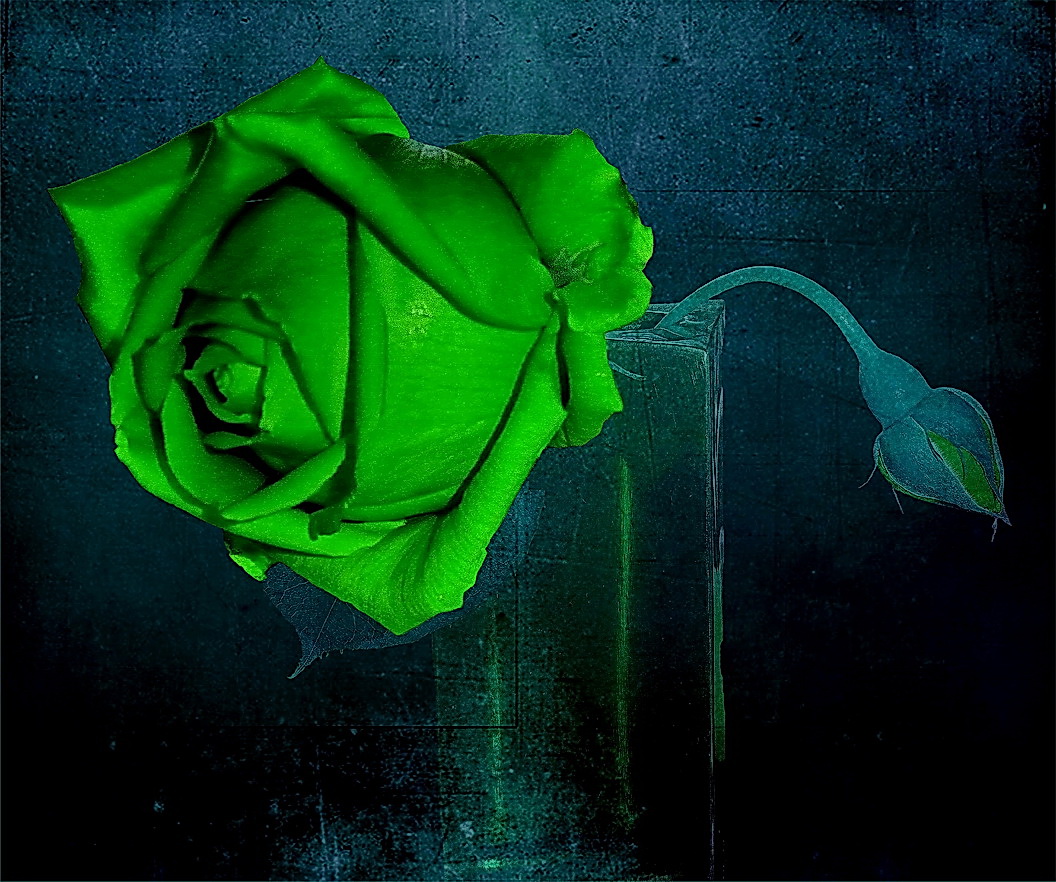 Grüne Rose