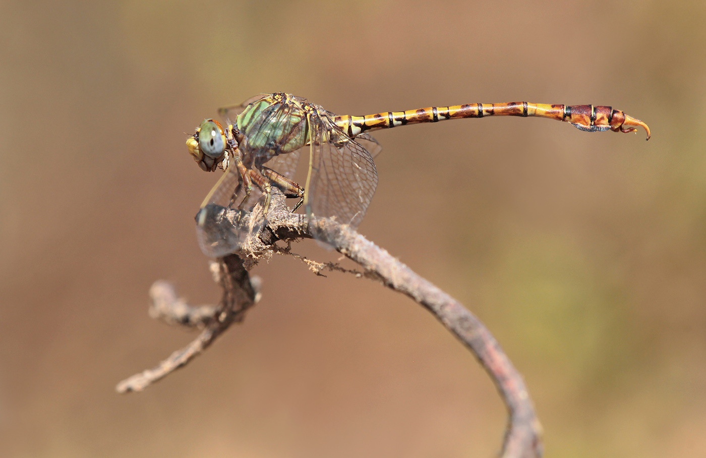 Grüne Sandjungfer (Paragomphus genei)