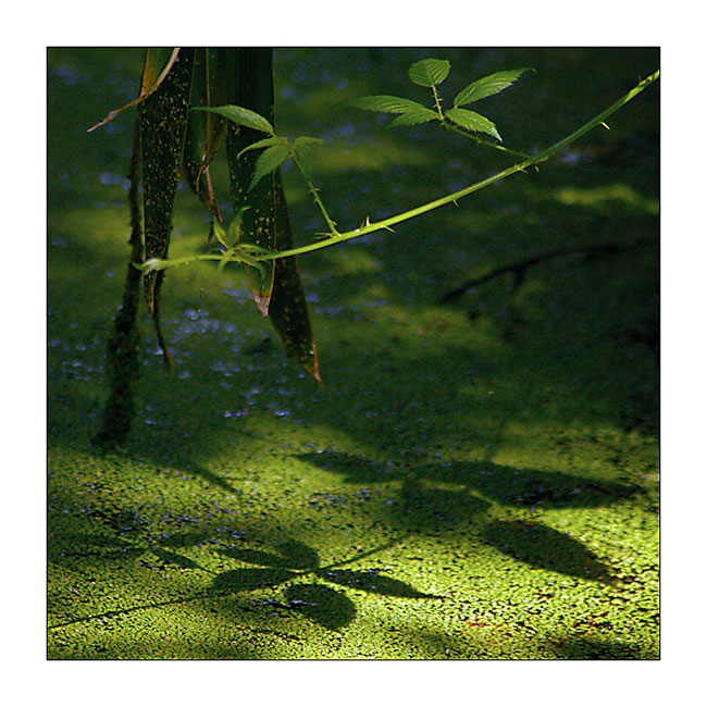 Grüne Schatten