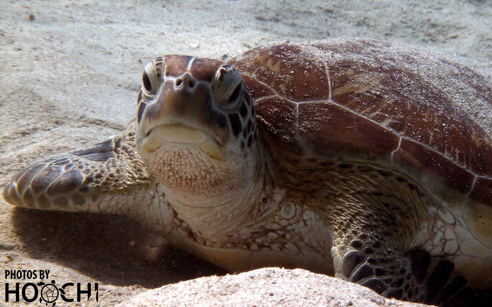 Grüne Schildkröte