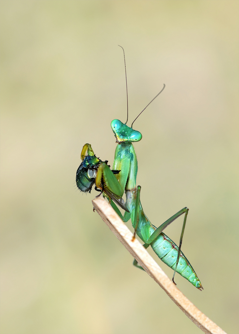 Grüne Schildmantis