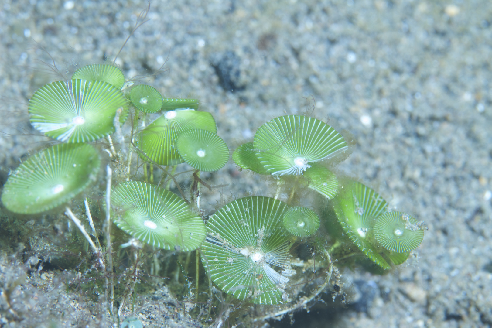 Grüne Schirmchen (Schirmalgen)