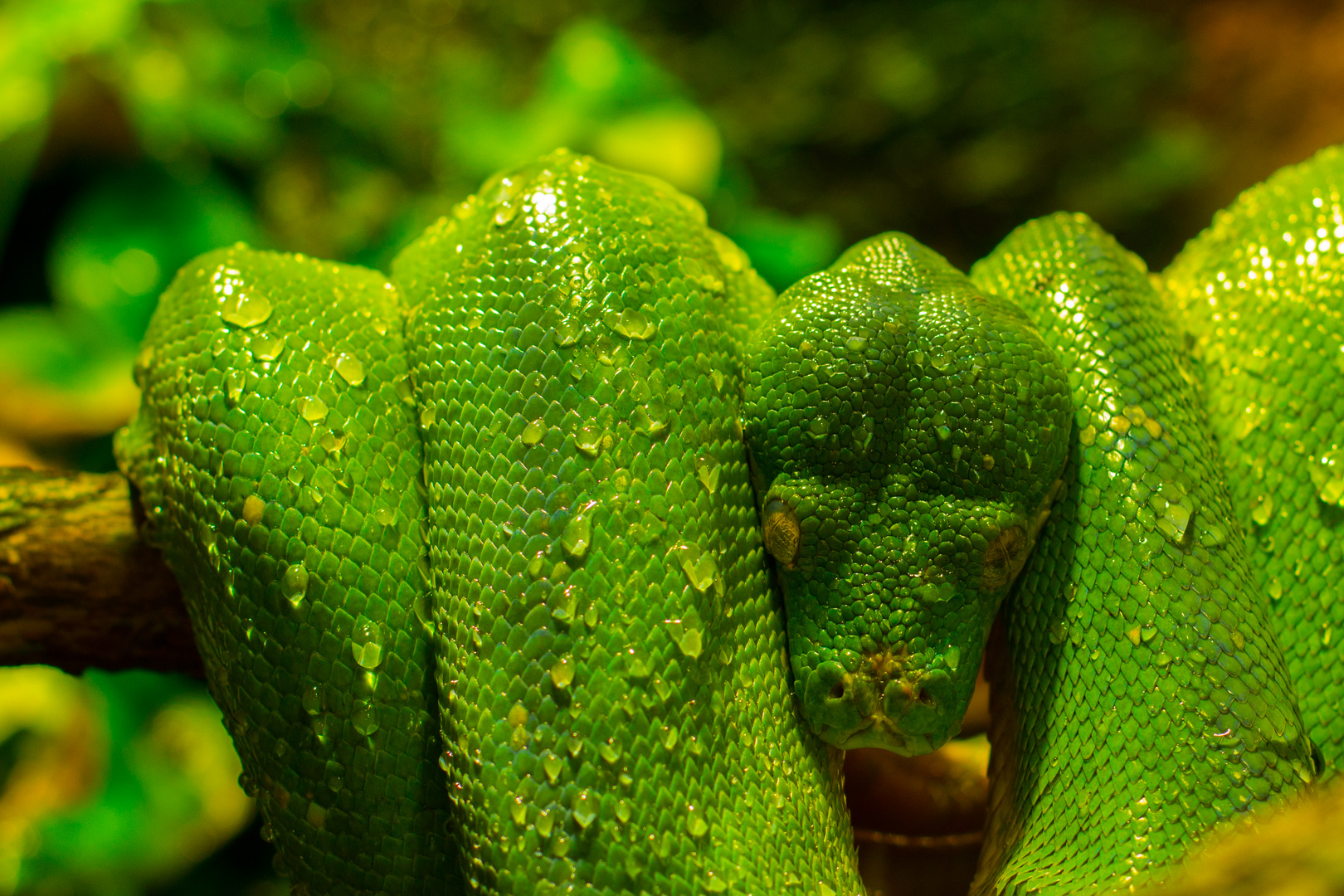 Grüne Schlange