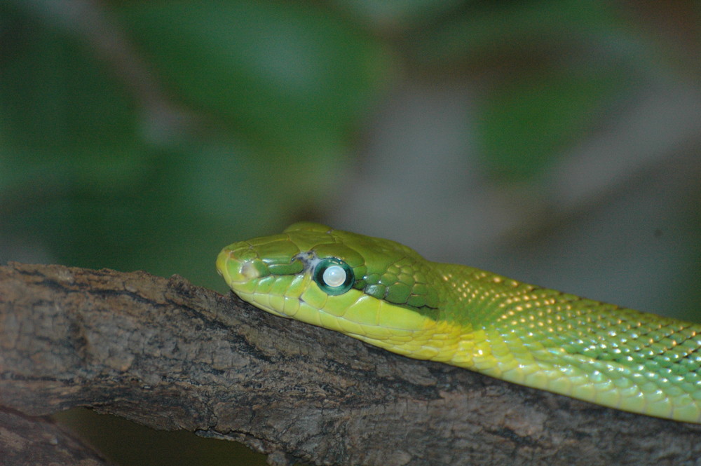 GR NE SCHLANGE Foto Bild tiere zoo wildpark GR NE SCHLANGE Foto Bild tiere zoo wildpark