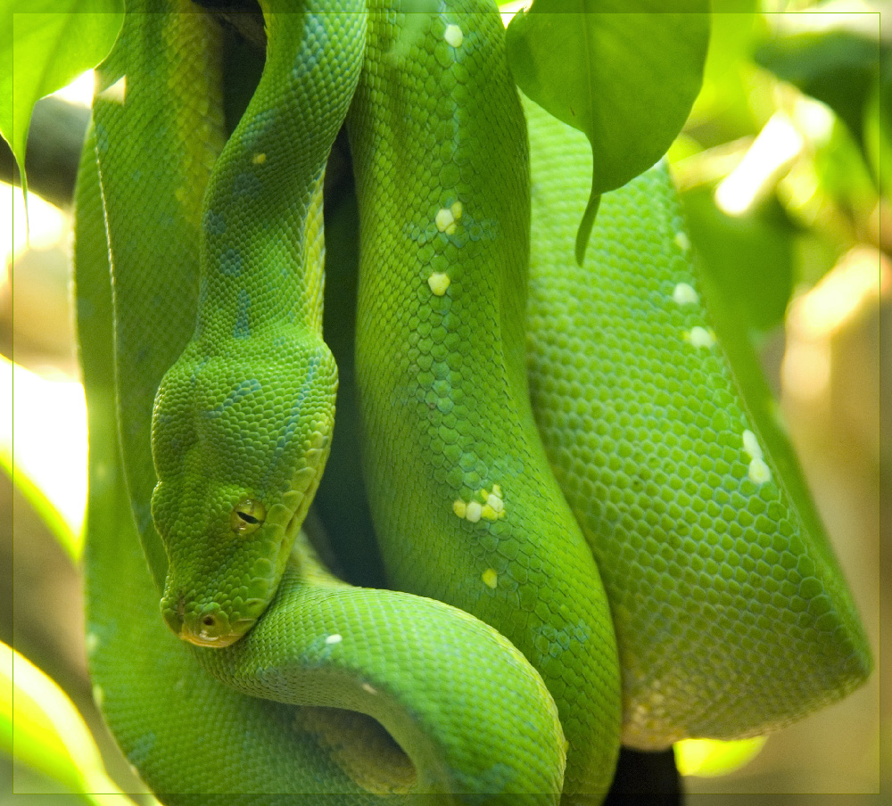 grüne Schlange Foto & Bild tiere, zoo, wildpark & falknerei