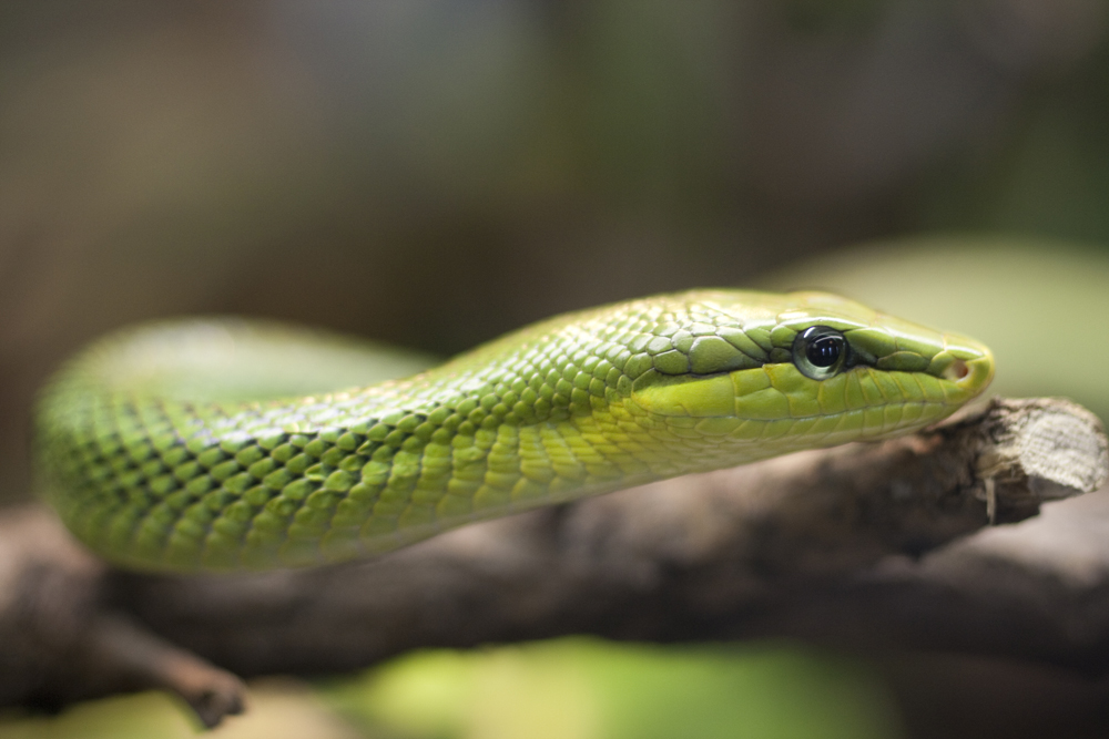 grüne Schlange Foto & Bild natur, tiere, wildlife Bilder auf