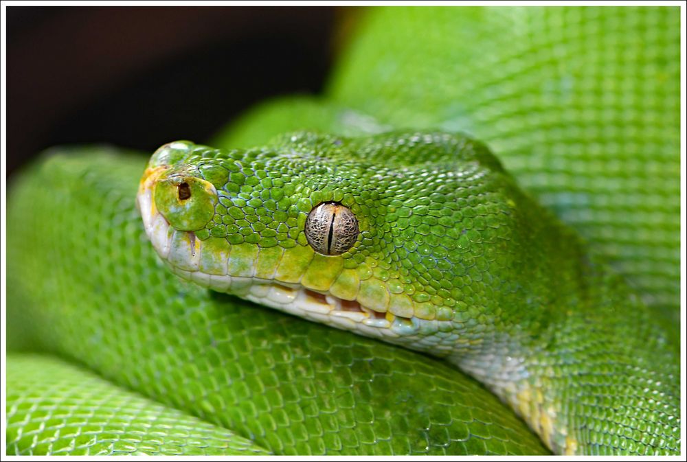 Grüne Schlange (?) Foto & Bild tiere, tierdetails, kritik am bild