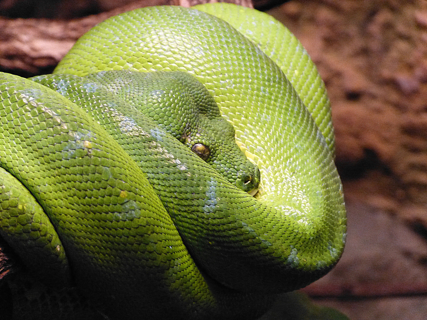 Grüne Schlange