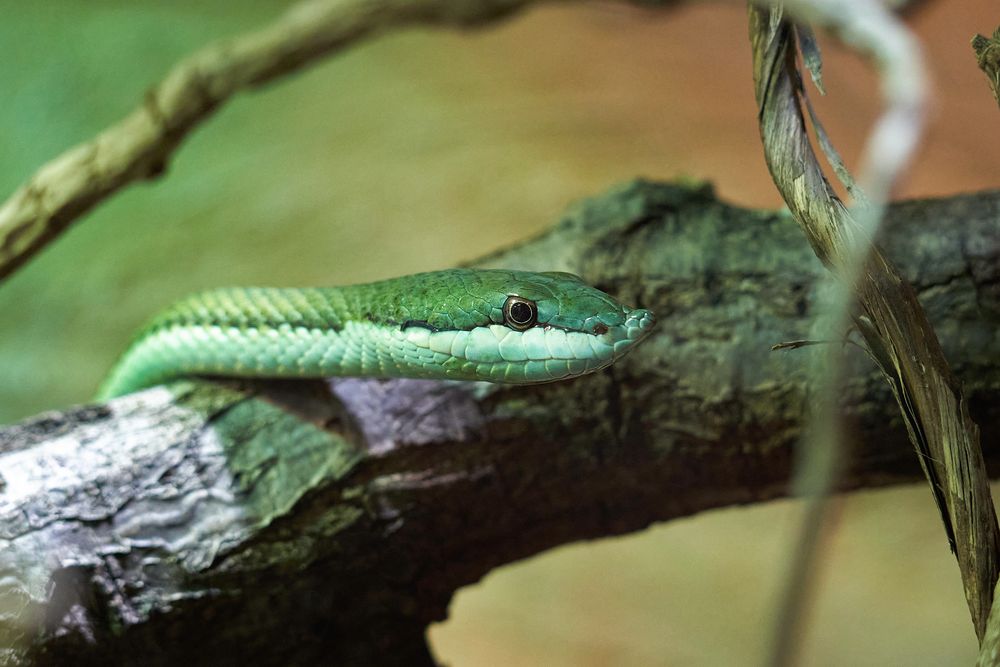 Grüne Schlange Foto & Bild tiere, zoo, wildpark & falknerei, grün