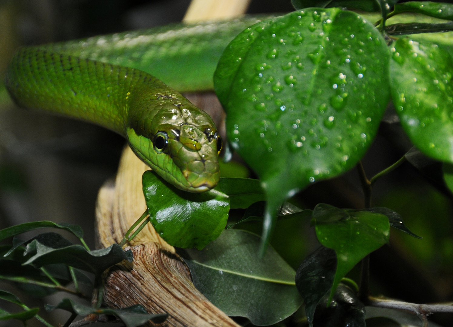 Grüne Schlange im Zürich Zoo