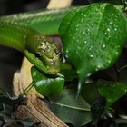 Grüne Schlange im Zürich Zoo