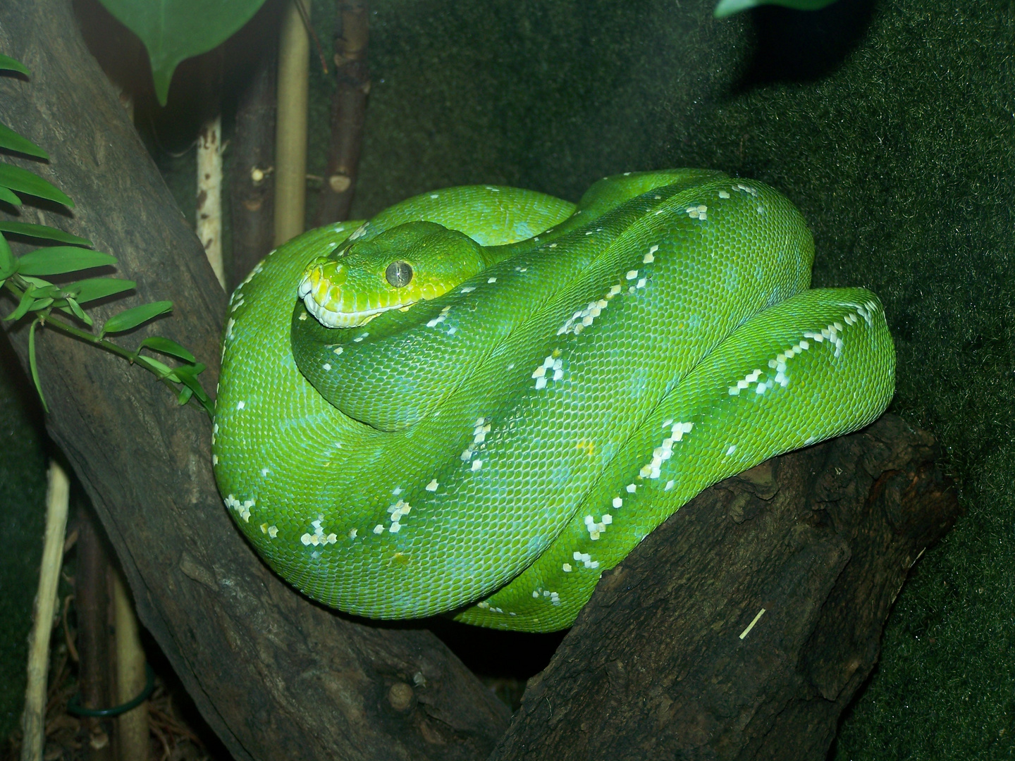 Gr ne Schlangen sind sch n Foto Bild tiere zoo Gr ne Schlangen sind sch n Foto Bild tiere zoo