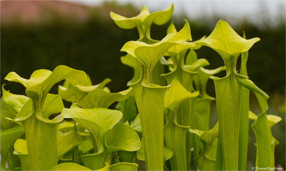 Grüne Schlauchpflanze (Sarracenia oreophila)