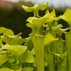 Grüne Schlauchpflanze (Sarracenia oreophila)