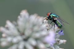 Grüne Schmeißfliege