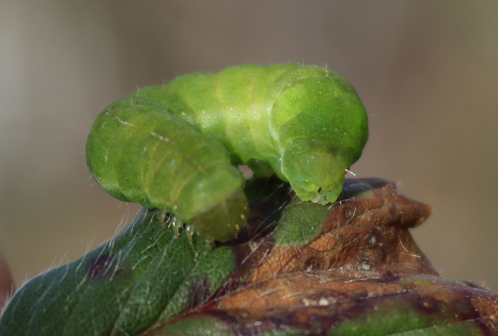 grüne Schmetterlingsraupe 