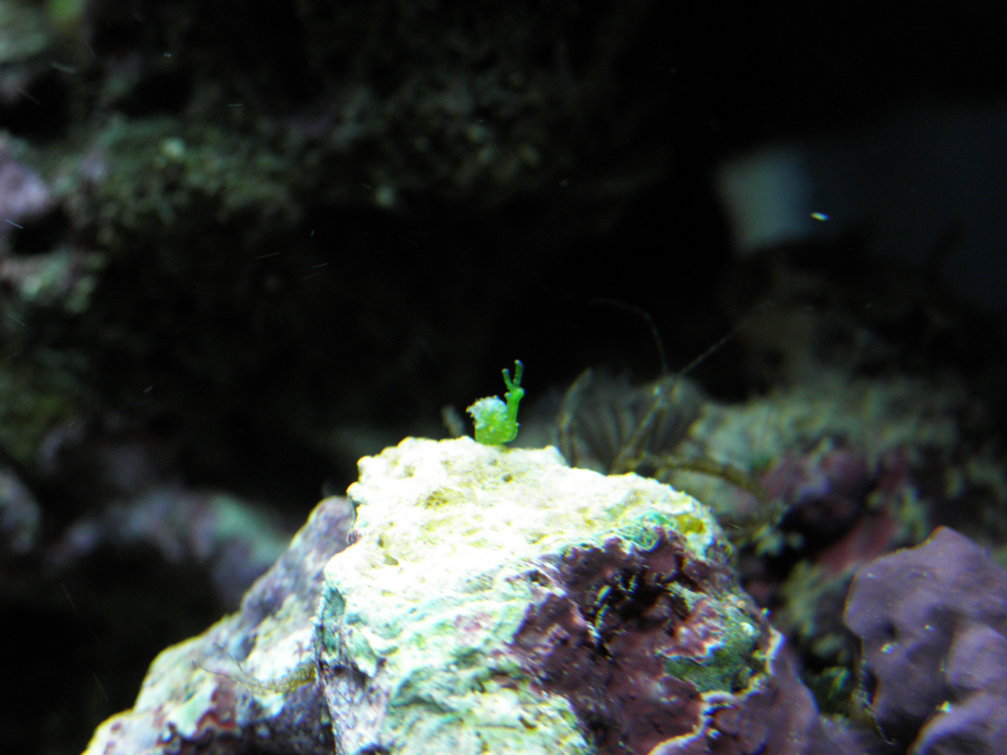 Grüne Schnecke im Nano Cube