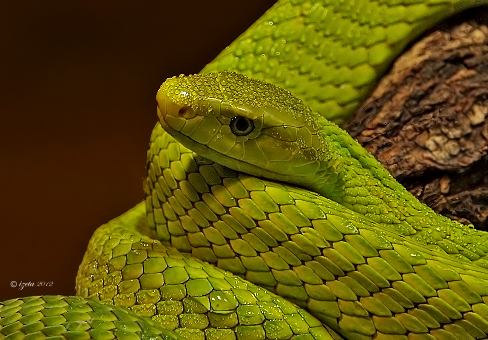 grüne schönheit