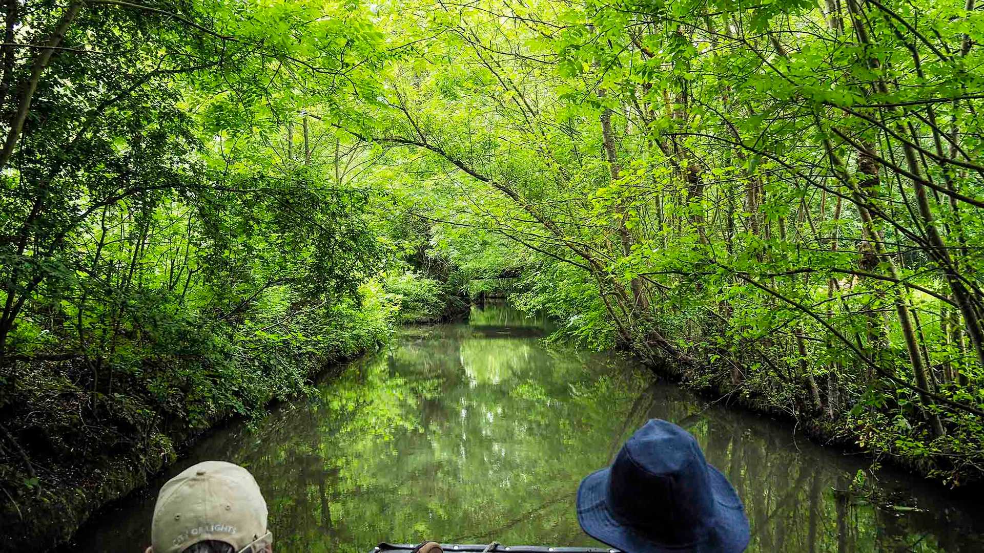 Grüne Spiegelung im Marais Poitevin