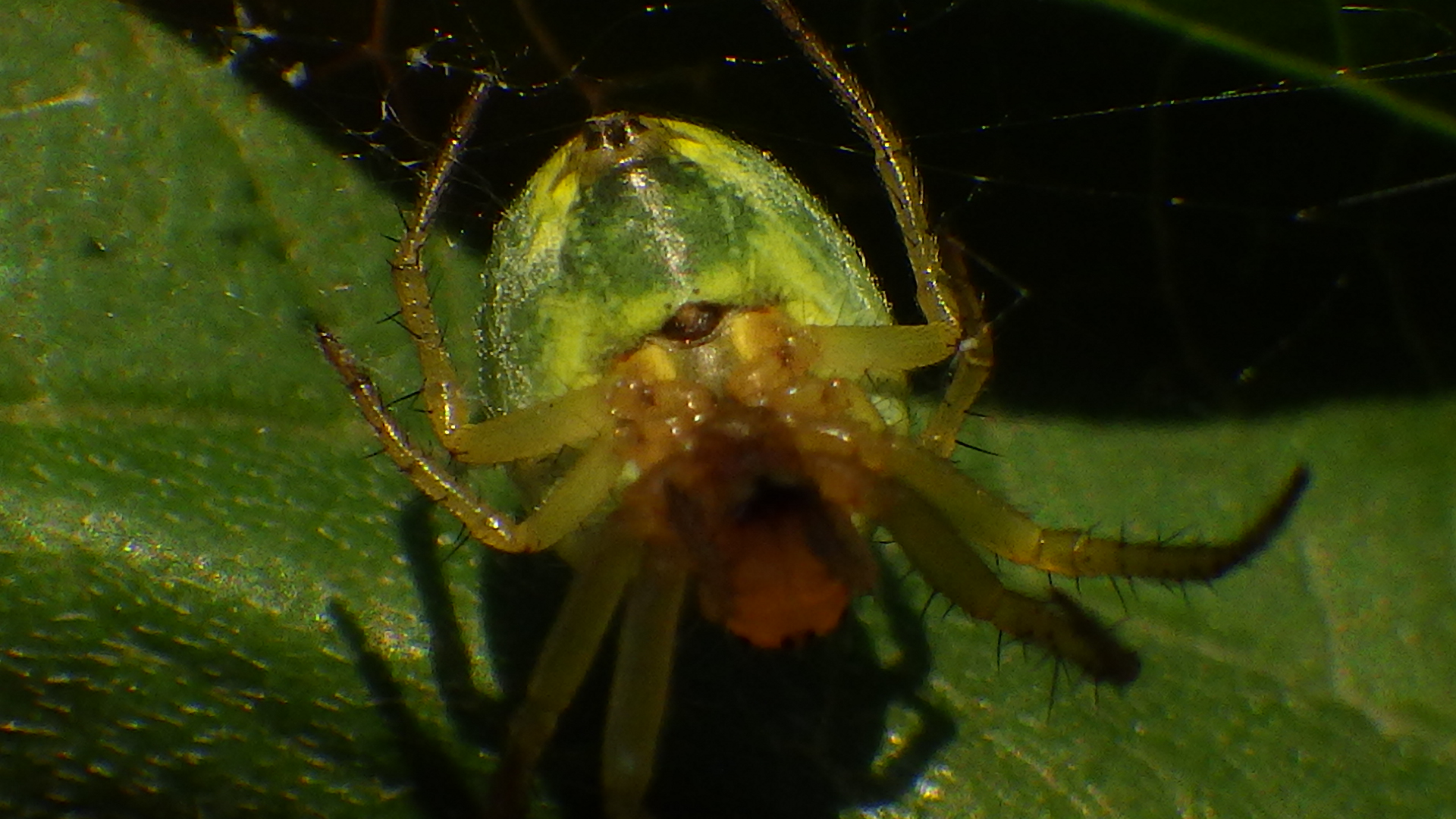 Grüne Spinne