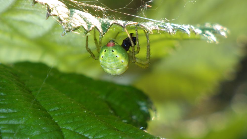 Grüne Spinne 2