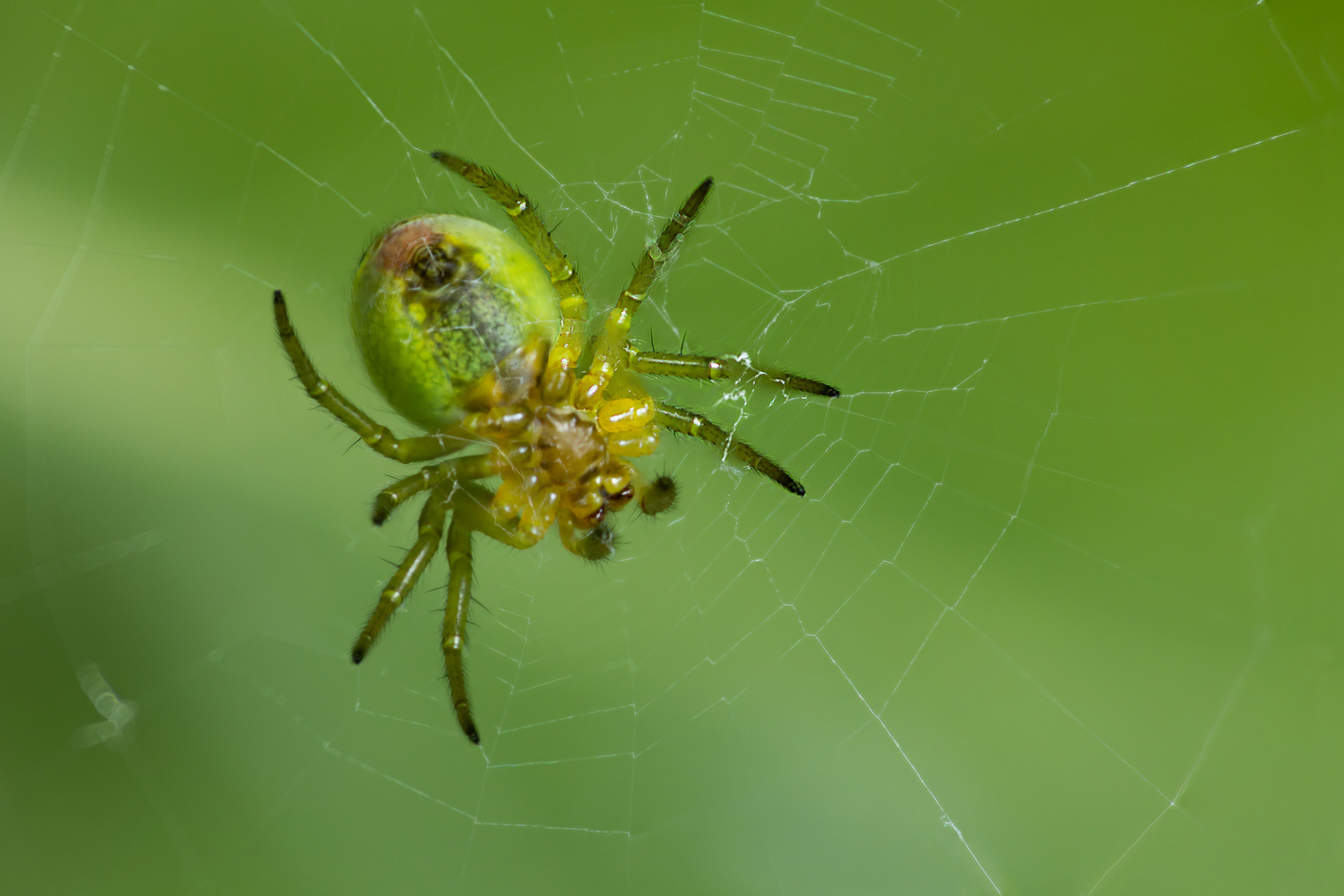 Gruene Spinne 