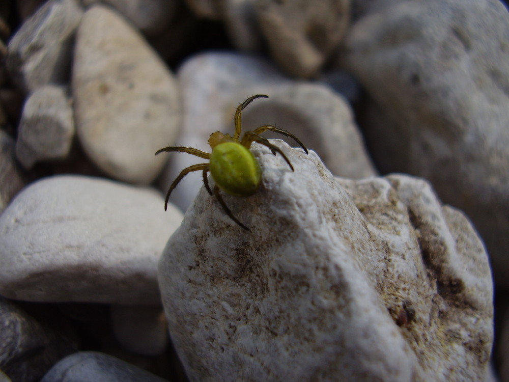 grüne Spinne