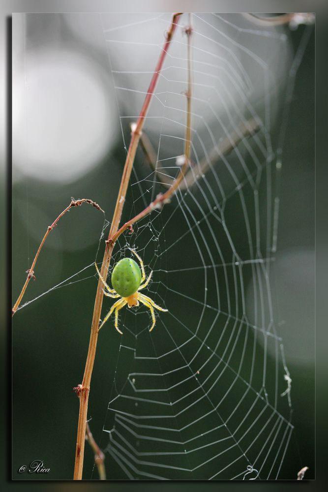 Grüne Spinne