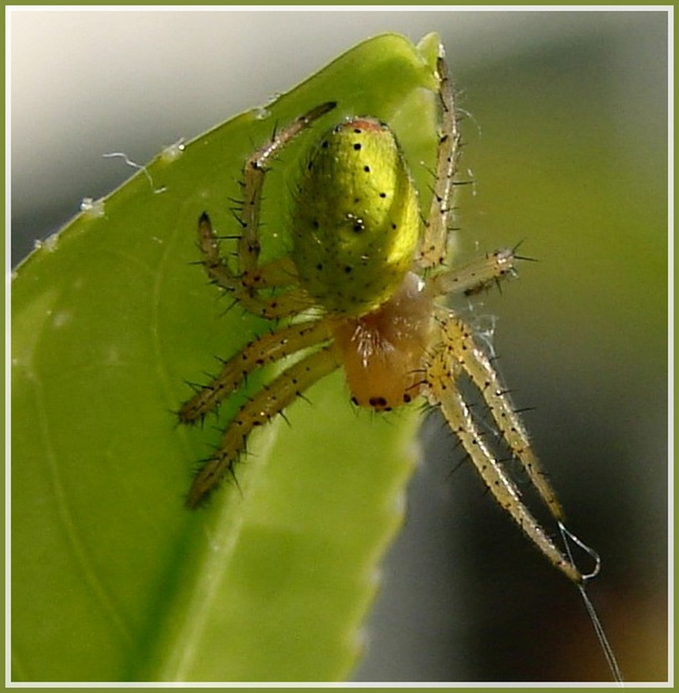 Grüne spinne