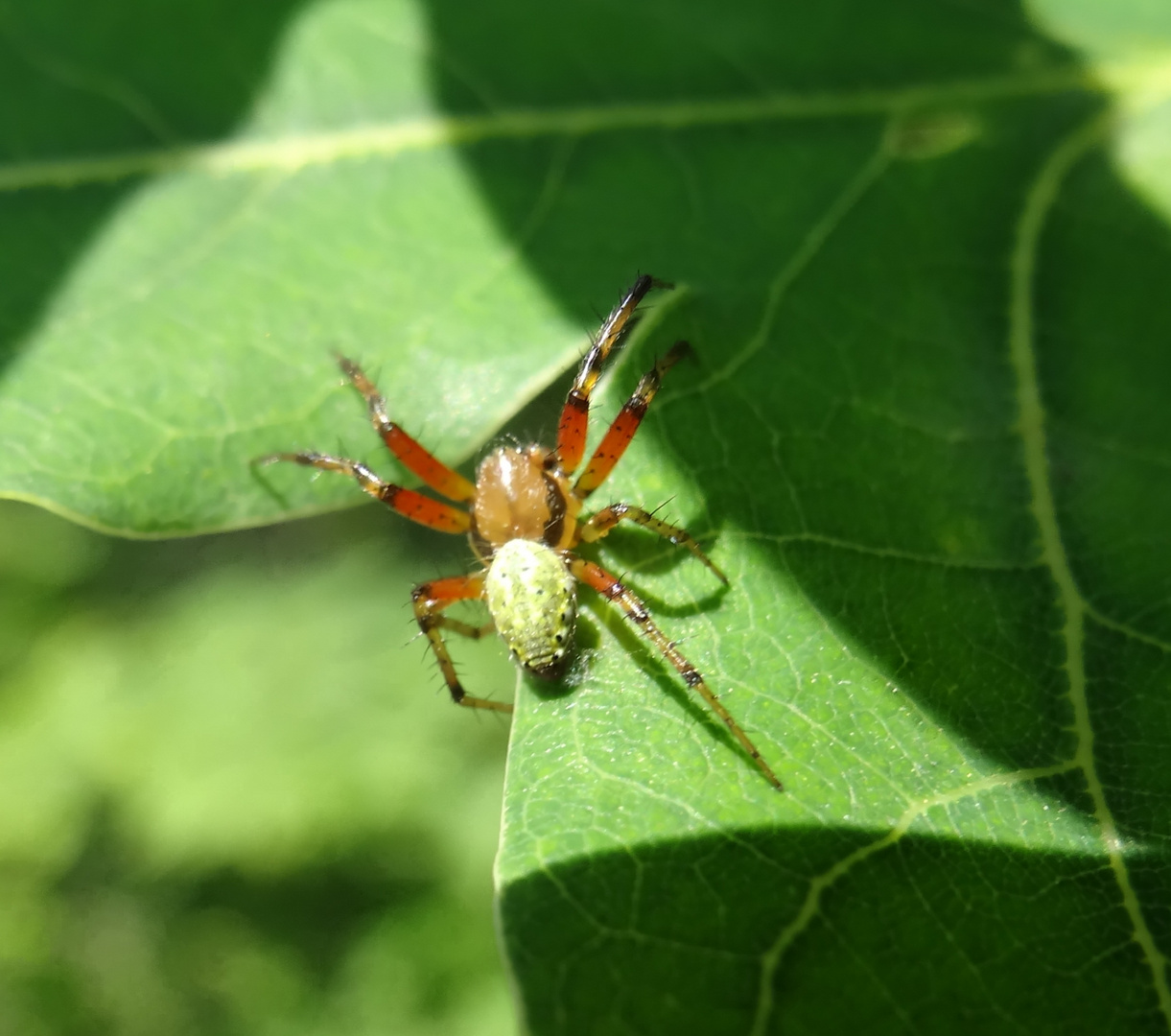 grüne Spinne