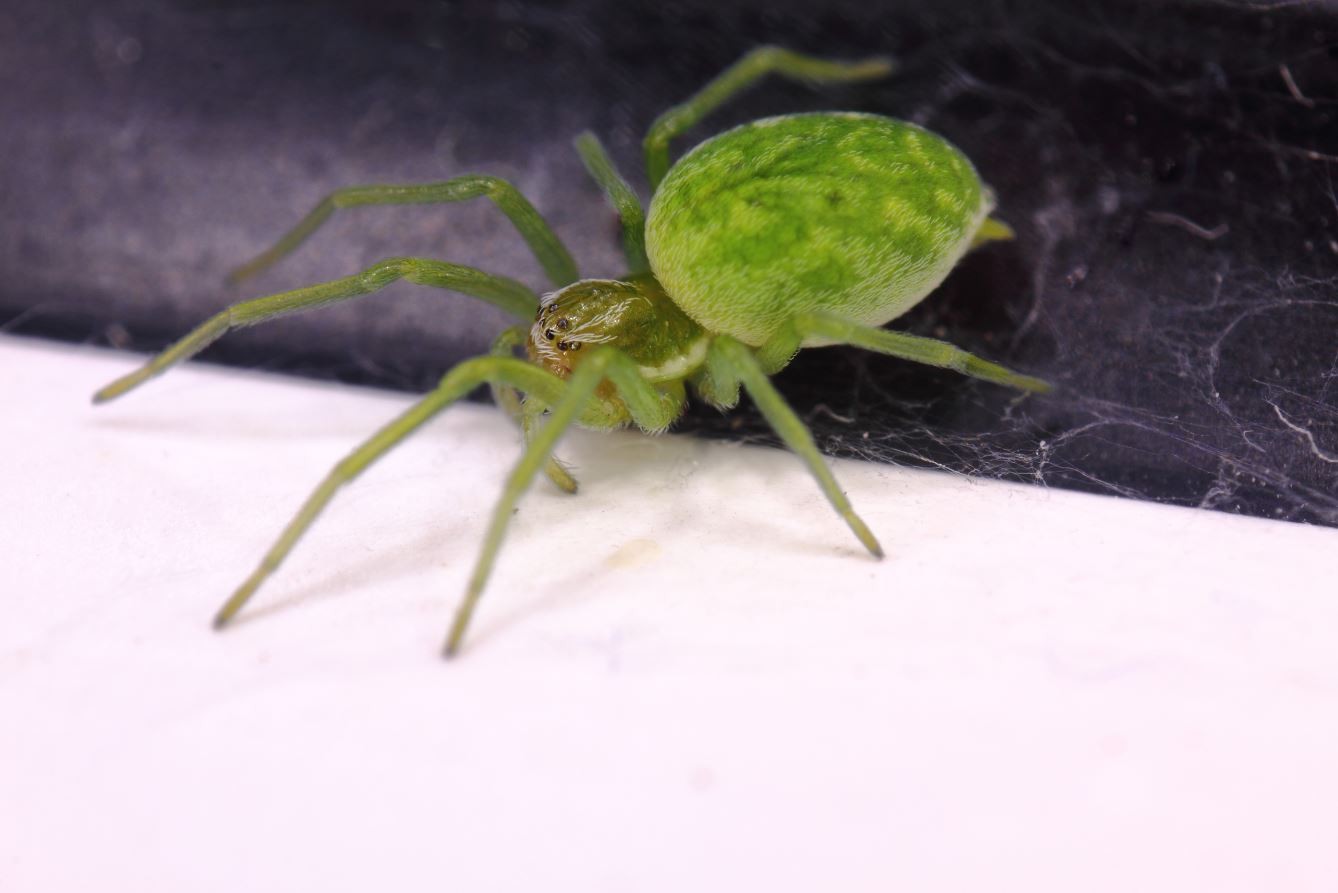 Grüne Spinne Foto & Bild naturmakros, naturkreativ