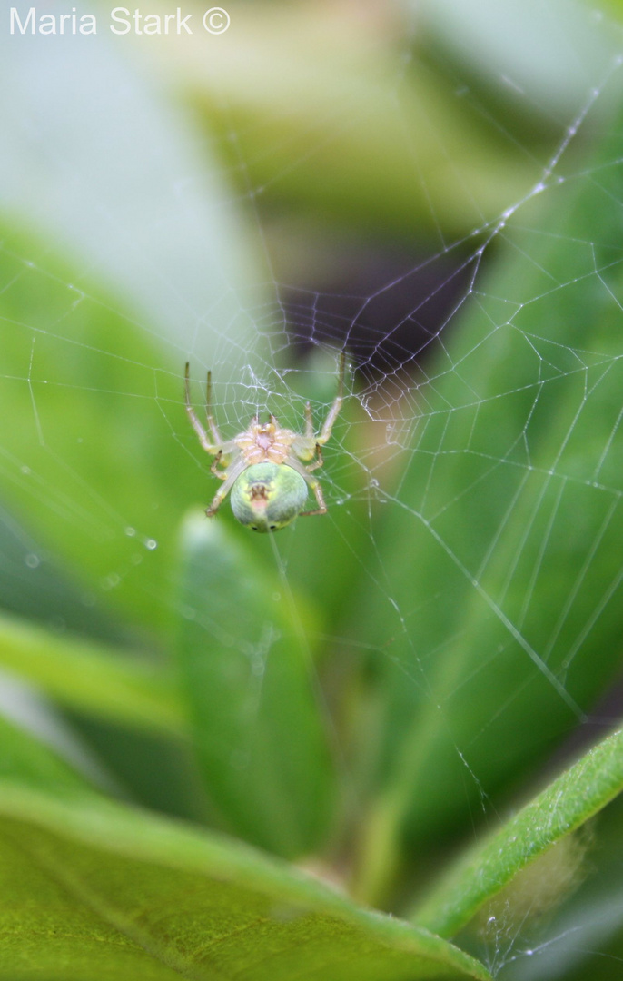 Grüne Spinne.