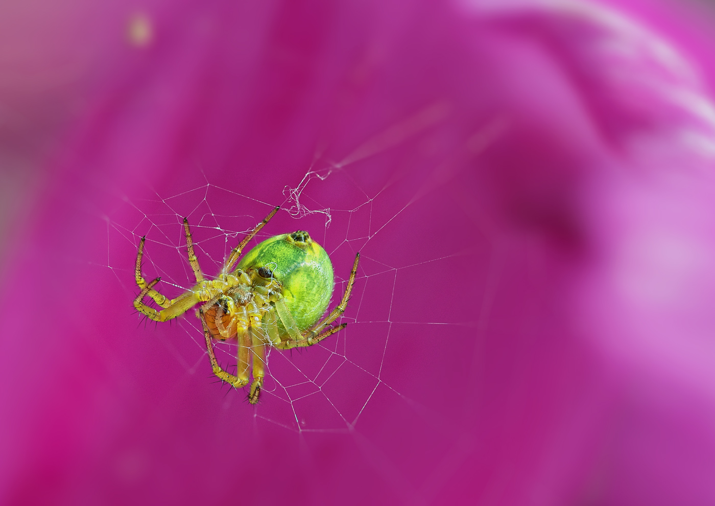 Grüne Spinne