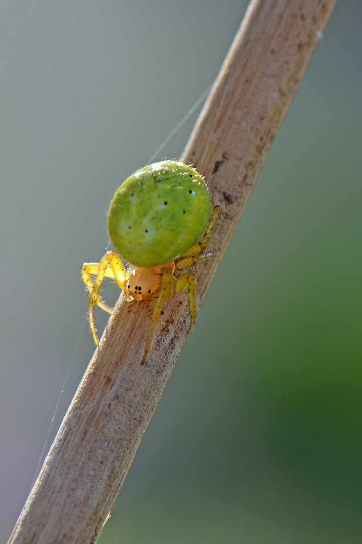 grüne Spinne am Morgen...