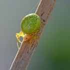 grüne Spinne am Morgen...