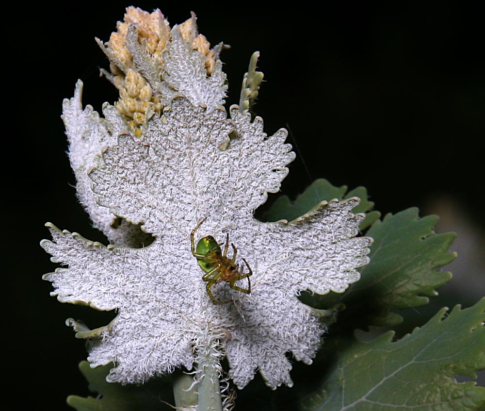 GRÜNE SPINNE AUF FEDERMOHN(Macleaya cordata)