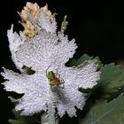 GRÜNE SPINNE AUF FEDERMOHN(Macleaya cordata)