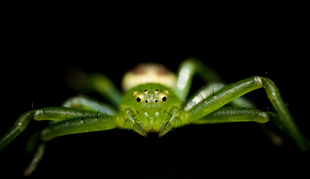 Grüne Spinne