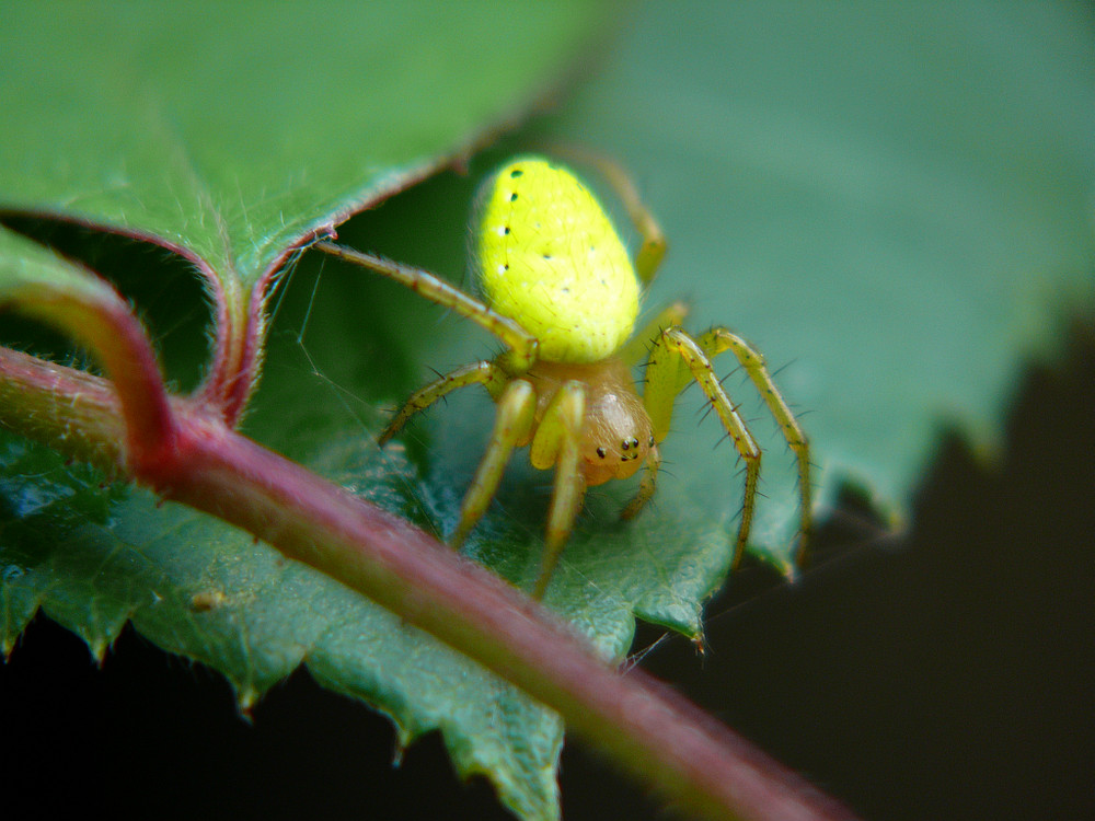 Grüne Spinne