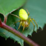 Grüne Spinne