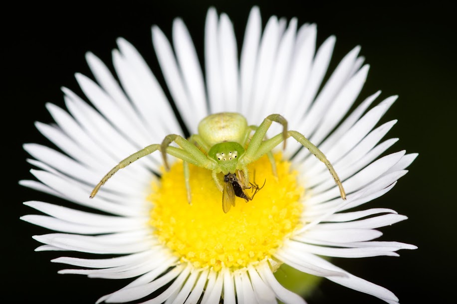 grüne Spinne frisst Fliege