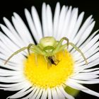 grüne Spinne frisst Fliege